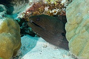 Gymnothorax javanicus-Praslin Rocher St Pierre-11m-20190611-Denis-ADER-DSC_9115_tn